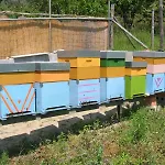 Valdolivo Cogoleto